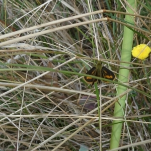 Ocybadistes walkeri at Belconnen, ACT - 27 Feb 2023