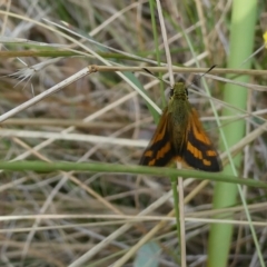 Ocybadistes walkeri at Belconnen, ACT - 27 Feb 2023