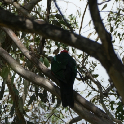 Alisterus scapularis (Australian King-Parrot) at Belconnen, ACT - 26 Feb 2023 by JohnGiacon