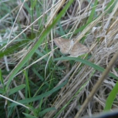 Scopula rubraria (Reddish Wave, Plantain Moth) at Emu Creek - 27 Feb 2023 by JohnGiacon