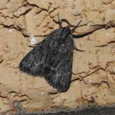 Spectrotrota fimbrialis (A Pyralid moth) at Wanniassa, ACT - 26 Feb 2023 by JohnBundock