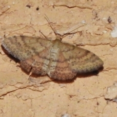 Scopula rubraria (Reddish Wave, Plantain Moth) at Wanniassa, ACT - 26 Feb 2023 by JohnBundock