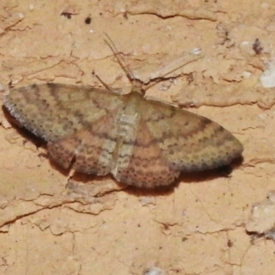 Scopula rubraria (Reddish Wave, Plantain Moth) at Wanniassa, ACT - 26 Feb 2023 by JohnBundock