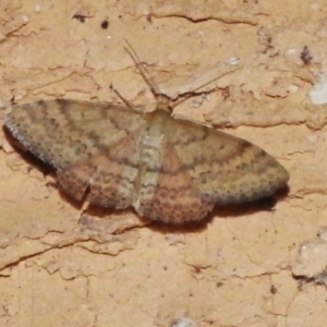 Scopula rubraria at Wanniassa, ACT - 26 Feb 2023