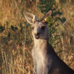 Macropus giganteus (Eastern Grey Kangaroo) at Farrer, ACT - 27 Feb 2023 by MatthewFrawley