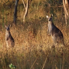 Macropus giganteus at Farrer, ACT - 27 Feb 2023 06:59 PM