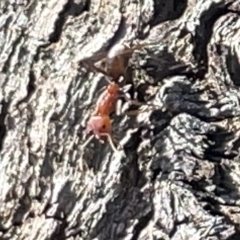 Iridomyrmex purpureus (Meat Ant) at Ainslie, ACT - 25 Feb 2023 by Hejor1