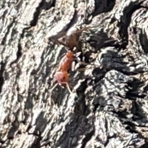 Iridomyrmex purpureus at Ainslie, ACT - 25 Feb 2023 04:21 PM