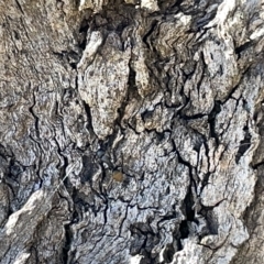 Camponotus aeneopilosus at Ainslie, ACT - 25 Feb 2023