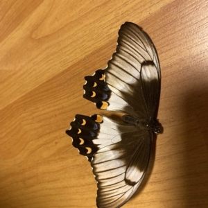 Papilio aegeus at Scullin, ACT - 27 Feb 2023 08:27 PM