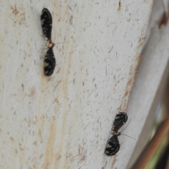 Porismus strigatus (Pied Lacewing) at Lions Youth Haven - Westwood Farm A.C.T. - 27 Feb 2023 by HelenCross