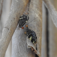 Porismus strigatus at Kambah, ACT - suppressed