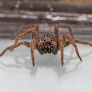 Mituliodon tarantulinus at Jerrabomberra, NSW - suppressed