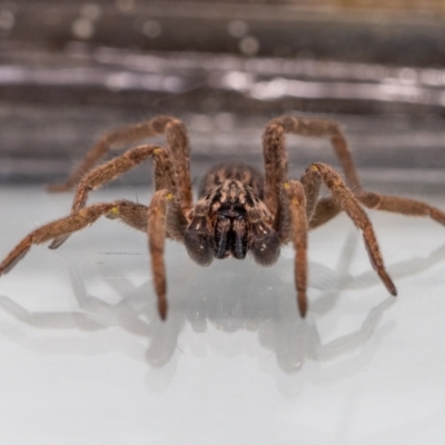 Mituliodon tarantulinus (Prowling Spider) at QPRC LGA - 25 Feb 2023 by MarkT