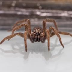 Mituliodon tarantulinus (Prowling Spider) at Jerrabomberra, NSW - 25 Feb 2023 by MarkT