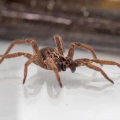 Mituliodon tarantulinus at Jerrabomberra, NSW - suppressed