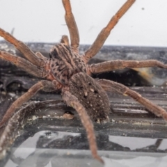 Mituliodon tarantulinus at Jerrabomberra, NSW - suppressed