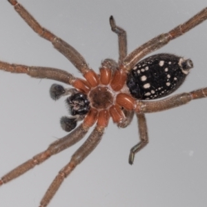 Mituliodon tarantulinus at Jerrabomberra, NSW - suppressed