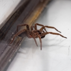 Mituliodon tarantulinus at Jerrabomberra, NSW - suppressed