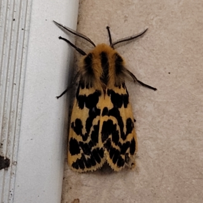 Ardices curvata (Crimson Tiger Moth) at Jindabyne, NSW - 27 Feb 2023 by trevorpreston