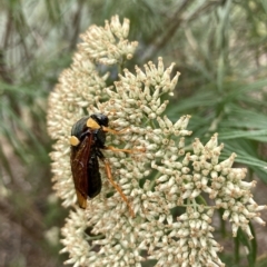 Perga dorsalis (Steel-blue sawfly, spitfire) at QPRC LGA - 14 Feb 2023 by Komidar