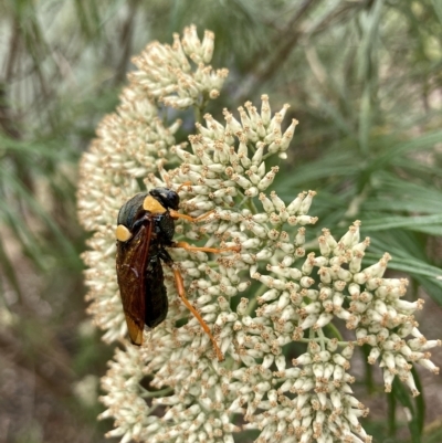 Perga sp. (genus) (Sawfly or Spitfire) at Wamboin, NSW - 14 Feb 2023 by Komidar