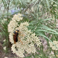 Perga dorsalis at Wamboin, NSW - 14 Feb 2023