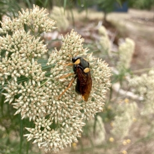 Perga dorsalis at Wamboin, NSW - 14 Feb 2023 12:43 PM