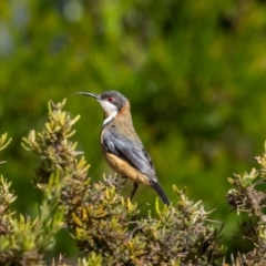 Acanthorhynchus tenuirostris (Eastern Spinebill) at Jerrabomberra, NSW - 26 Feb 2023 by MarkT