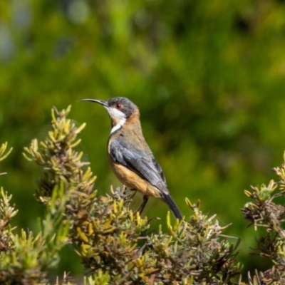 Acanthorhynchus tenuirostris (Eastern Spinebill) at Jerrabomberra, NSW - 25 Feb 2023 by MarkT