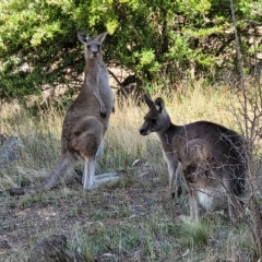 Macropus giganteus (Eastern Grey Kangaroo) at Jindabyne, NSW - 27 Feb 2023 by trevorpreston
