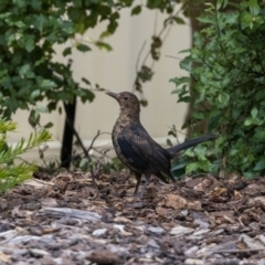 Turdus merula (Eurasian Blackbird) at QPRC LGA - 26 Feb 2023 by MarkT