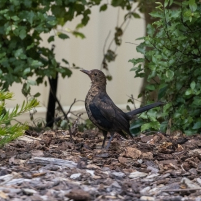 Turdus merula (Eurasian Blackbird) at Jerrabomberra, NSW - 26 Feb 2023 by MarkT