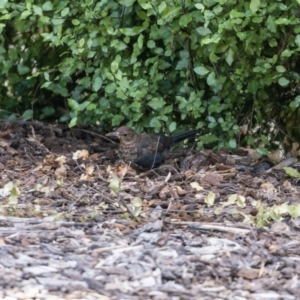 Turdus merula at Jerrabomberra, NSW - 26 Feb 2023