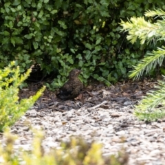 Turdus merula at Jerrabomberra, NSW - 26 Feb 2023