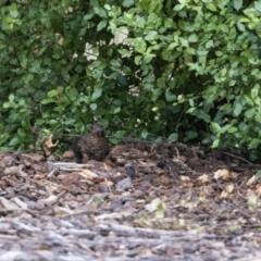 Turdus merula at Jerrabomberra, NSW - 26 Feb 2023