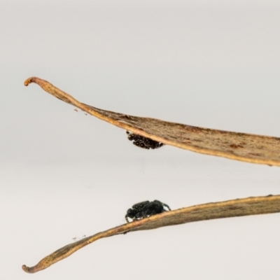 Salticidae (family) (Unidentified Jumping spider) at QPRC LGA - 25 Feb 2023 by MarkT
