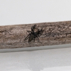 Salticidae (family) at QPRC LGA - suppressed