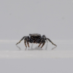 Salticidae (family) at QPRC LGA - 25 Feb 2023