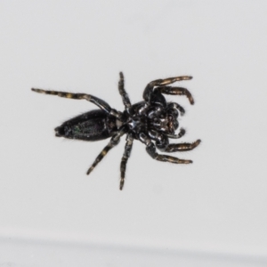 Salticidae (family) at QPRC LGA - suppressed