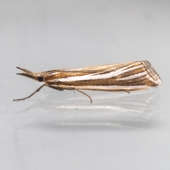 Hednota relatalis (A Crambid moth) at QPRC LGA - 25 Feb 2023 by MarkT