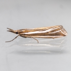 Hednota relatalis (A Crambid moth (Crambinae) at Jerrabomberra, NSW - 25 Feb 2023 by MarkT