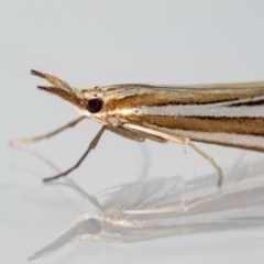 Hednota relatalis at Jerrabomberra, NSW - suppressed