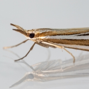 Hednota relatalis at Jerrabomberra, NSW - suppressed