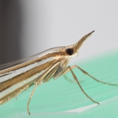 Hednota relatalis at Jerrabomberra, NSW - suppressed