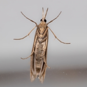 Hednota relatalis at Jerrabomberra, NSW - suppressed