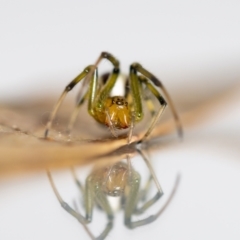 Deliochus zelivira (Messy Leaf Curling Spider) at QPRC LGA - 25 Feb 2023 by MarkT