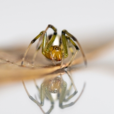 Deliochus zelivira (Messy Leaf Curling Spider) at Jerrabomberra, NSW - 25 Feb 2023 by MarkT