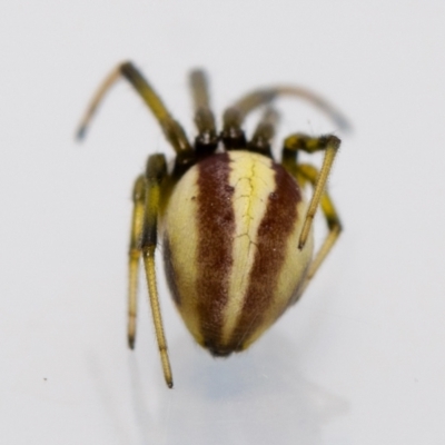 Deliochus zelivira (Messy Leaf Curling Spider) at Jerrabomberra, NSW - 25 Feb 2023 by MarkT