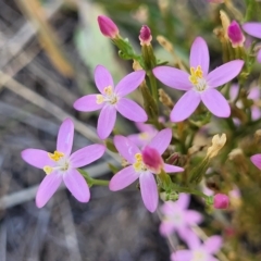 Centaurium erythraea (Common Centaury) at Jindabyne, NSW - 27 Feb 2023 by trevorpreston